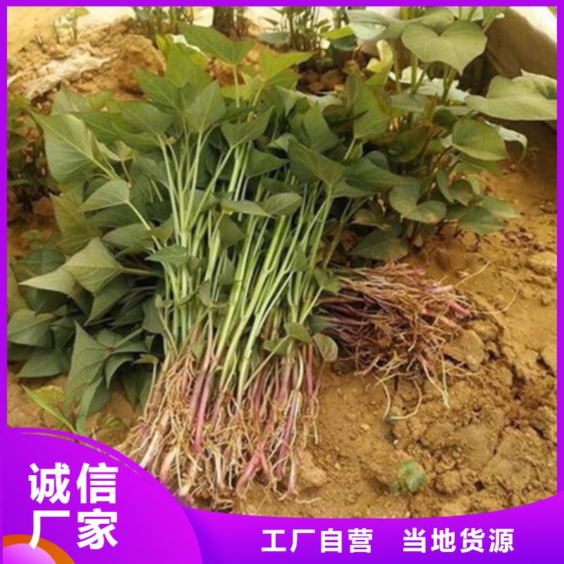 紫薯苗1、紫薯苗1廠家_規(guī)格齊全當(dāng)?shù)厣a(chǎn)廠家