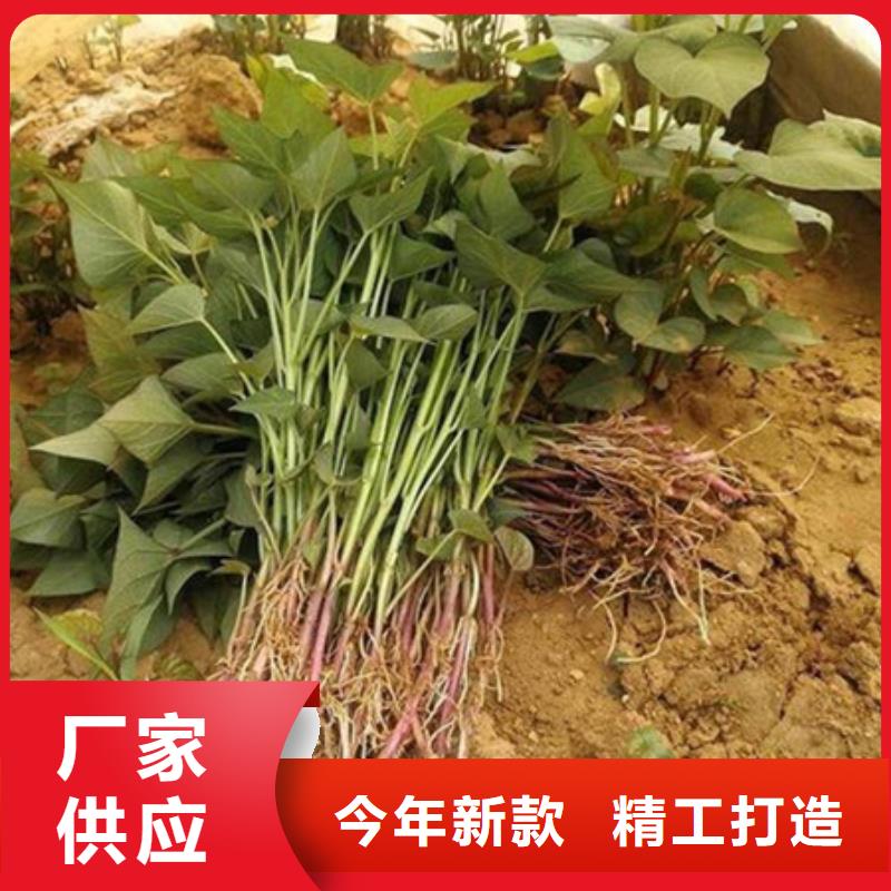 紫薯苗1廠家資質(zhì)齊全產(chǎn)品細(xì)節(jié)