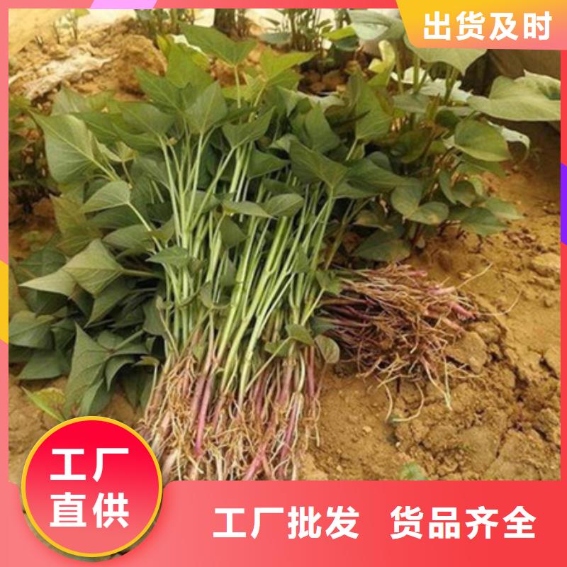 有現(xiàn)貨的紫薯苗批發(fā)商