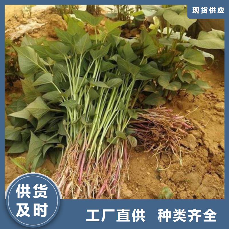 紫薯苗1質(zhì)量過(guò)硬