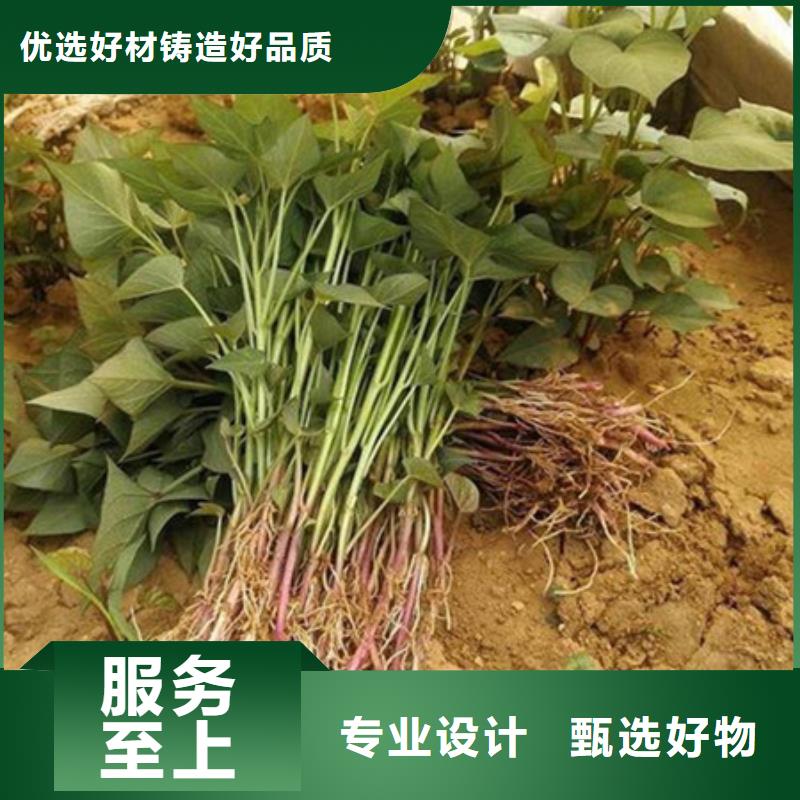 找紫薯苗1廠家選樂農食品有限公司