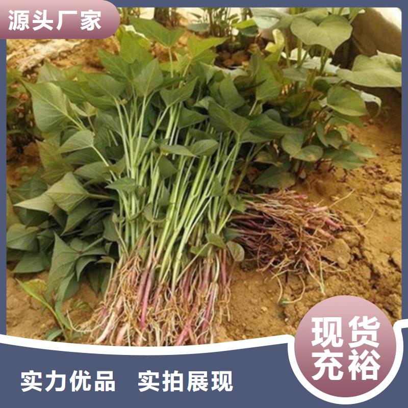 資訊：紫薯苗廠家