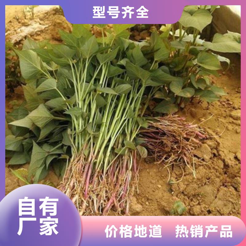 定制紫薯苗_品牌廠家