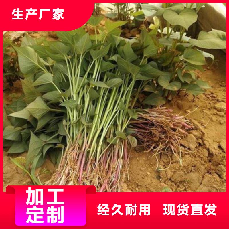 #紫薯苗#實(shí)力強(qiáng)