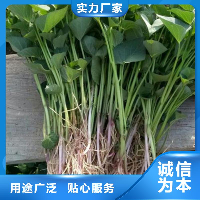 紫薯苗1-紫薯苗1售后保證