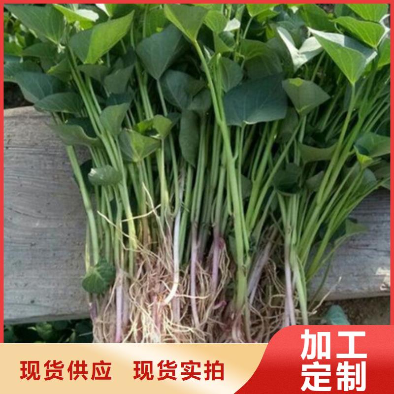 #紫薯苗1#歡迎來(lái)廠參觀本地供應(yīng)商
