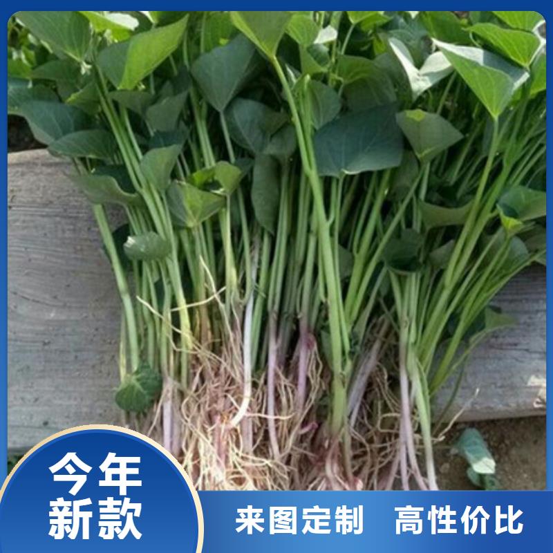 紫薯苗1廠家可開(kāi)票現(xiàn)貨充足量大優(yōu)惠