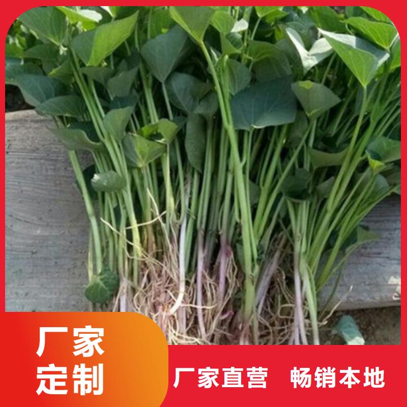 紫薯苗1找樂農(nóng)食品有限公司