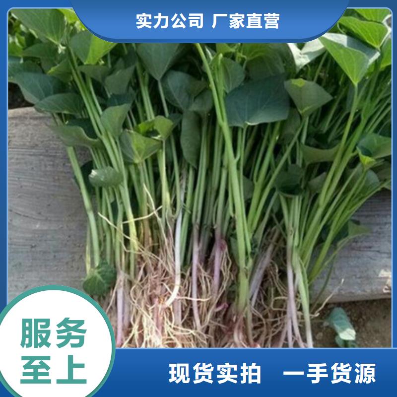 價格合理的紫薯苗1批發(fā)商