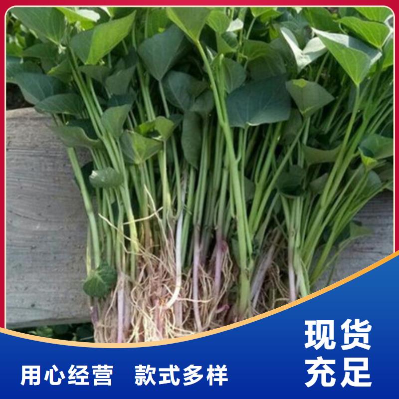 紫薯苗購(gòu)買(mǎi)認(rèn)準(zhǔn)實(shí)力廠家