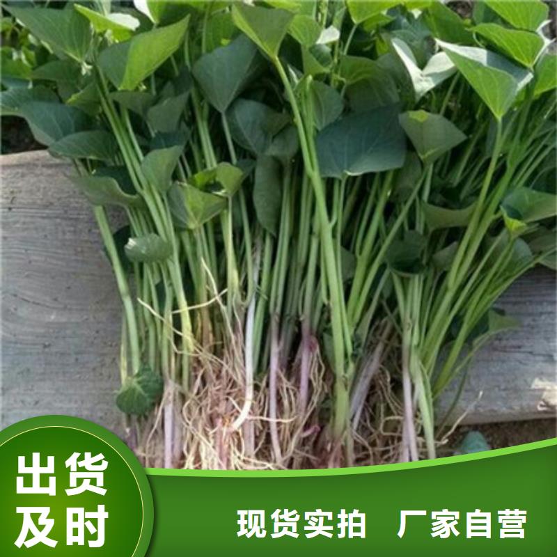 紫薯苗好貨不貴