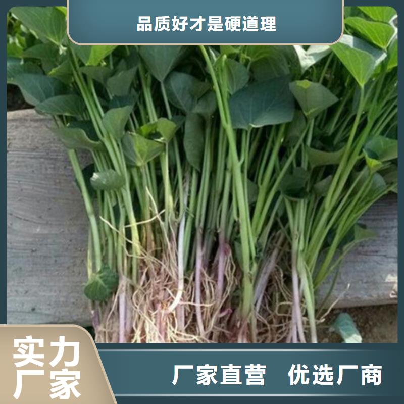 紫薯苗-紫薯苗來電咨詢