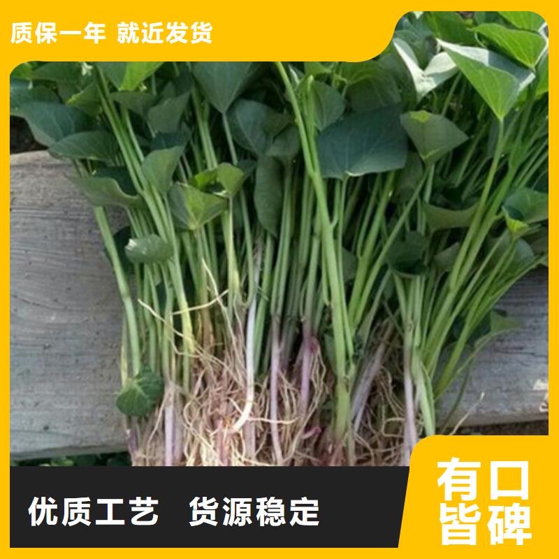有現(xiàn)貨的紫薯苗批發(fā)商