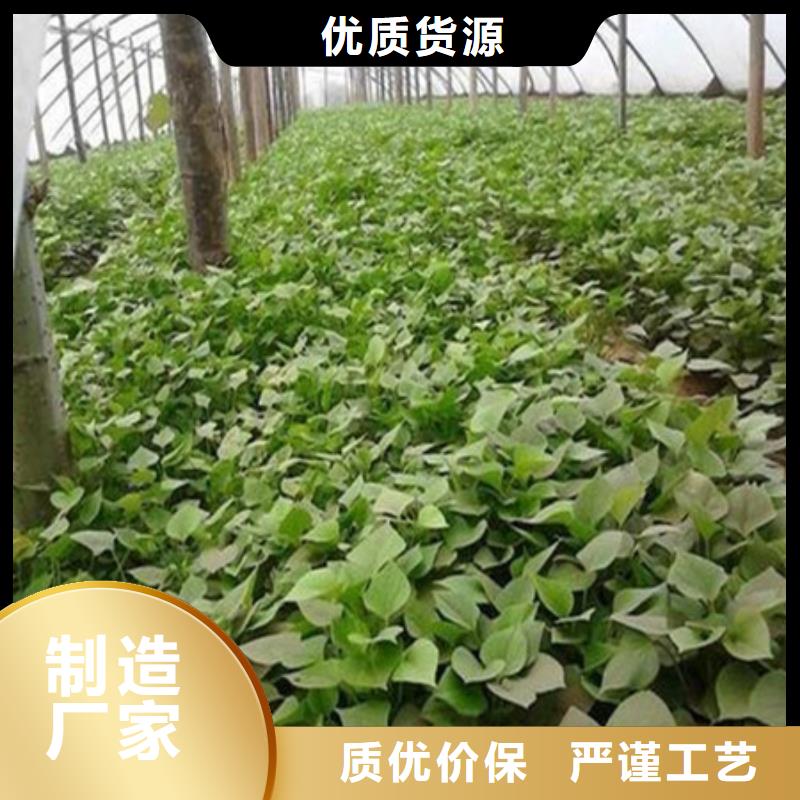 定制紫薯苗_品牌廠家