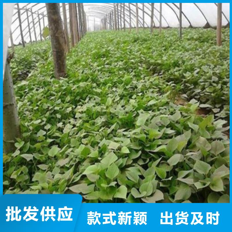 采購紫薯苗必看-售后保證同城生產(chǎn)商