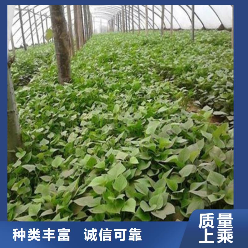 #紫薯苗1#量大從優(yōu)