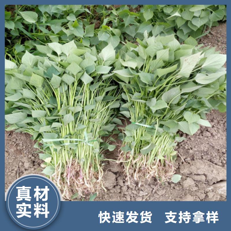 紫薯苗-紫薯苗來電咨詢