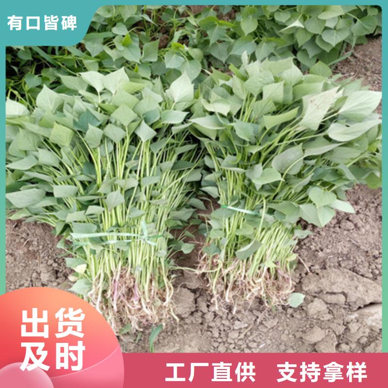 紫薯苗1優(yōu)選品質(zhì)廠家