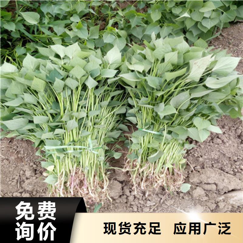 紫薯苗-紫薯苗售后保障