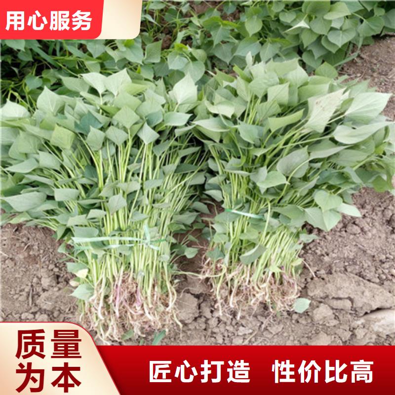 紫薯苗1行業(yè)動態(tài)當?shù)厣a(chǎn)商