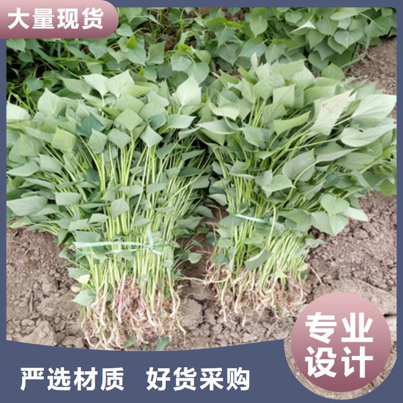 常年供應(yīng)紫薯苗1-放心廠家品控嚴(yán)格
