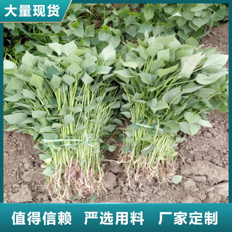 可定制的紫薯苗1實(shí)體廠家本地貨源