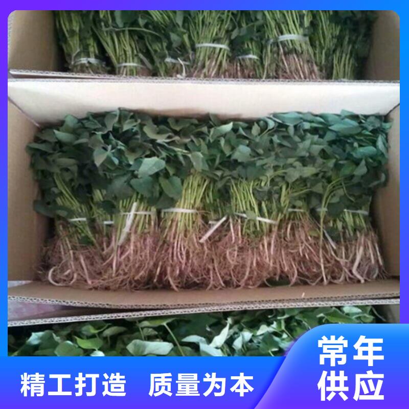 紫薯苗1訂購找大品牌常年出售