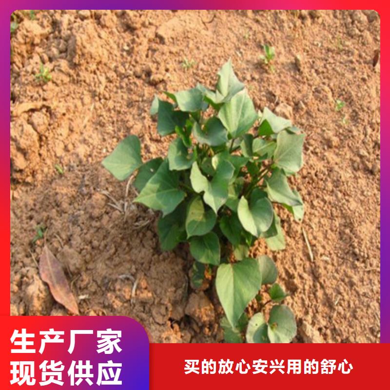 紫薯苗-紫薯苗來電咨詢