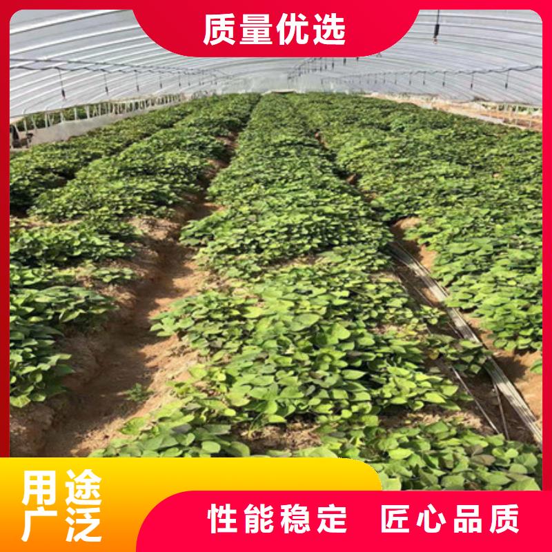 紫薯苗1正規(guī)生產(chǎn)廠家質(zhì)檢合格出廠