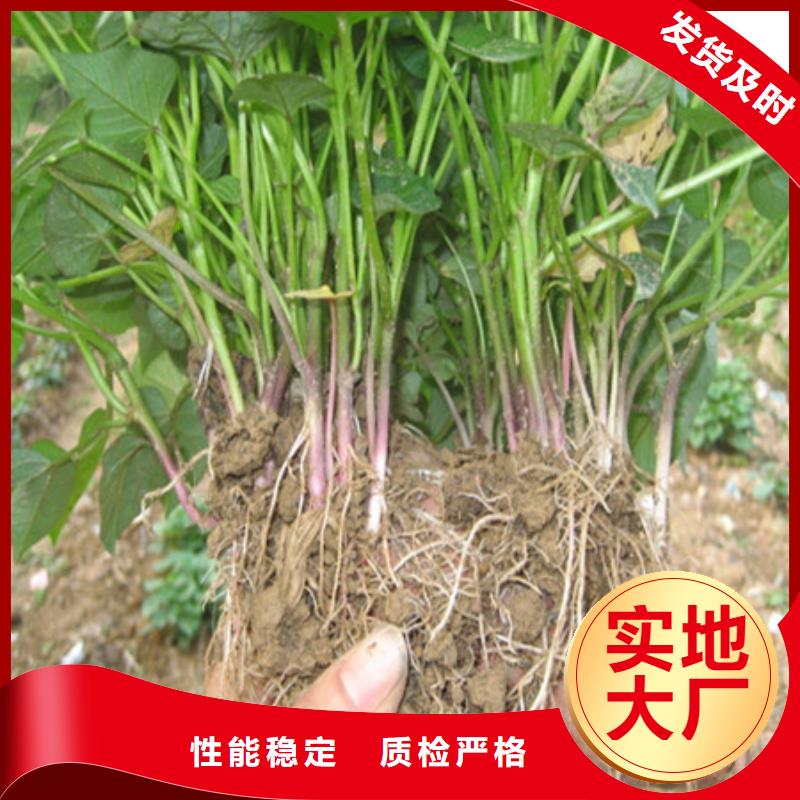 紫薯苗-紫薯苗來電咨詢