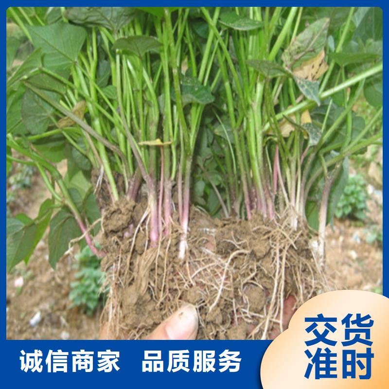 紫薯苗-供應(yīng)廠家現(xiàn)貨充足量大優(yōu)惠