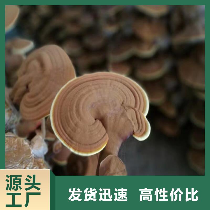 石台破壁灵芝孢子粉