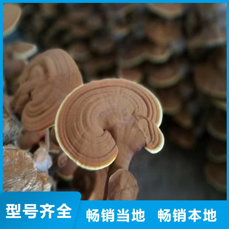 靈芝孢子粉