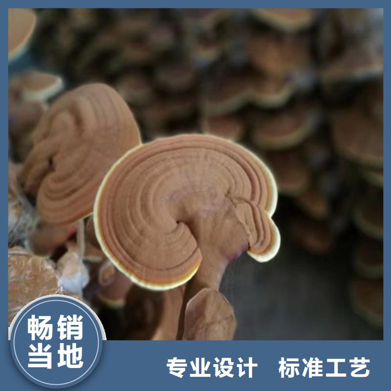將樂靈芝孢子粉多少錢一斤