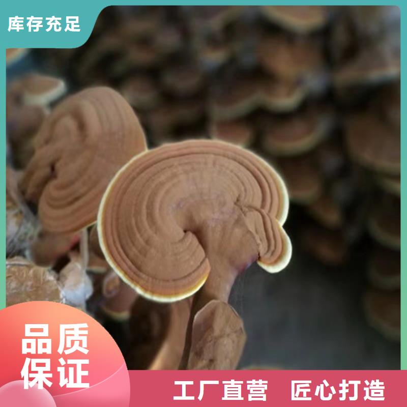 靈芝孢子粉的吃法
