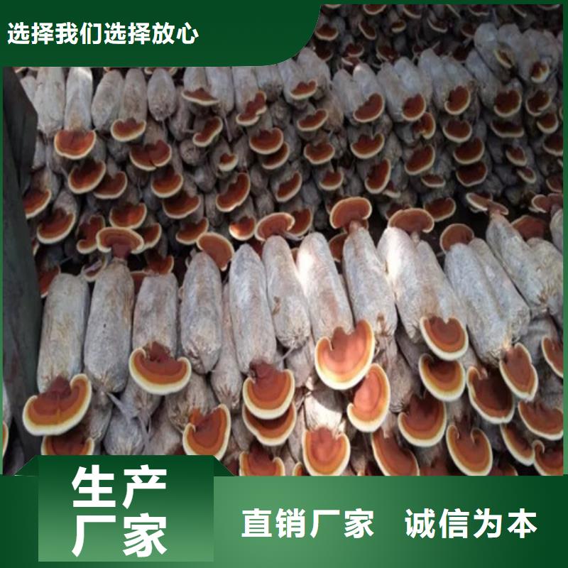 靈芝孢子粉代理多少錢