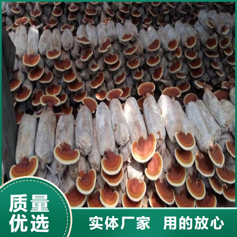 永安靈芝孢子粉
