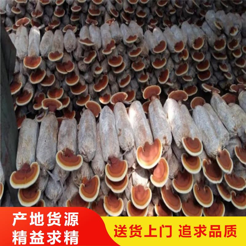 永安市靈芝孢子粉多少錢一斤