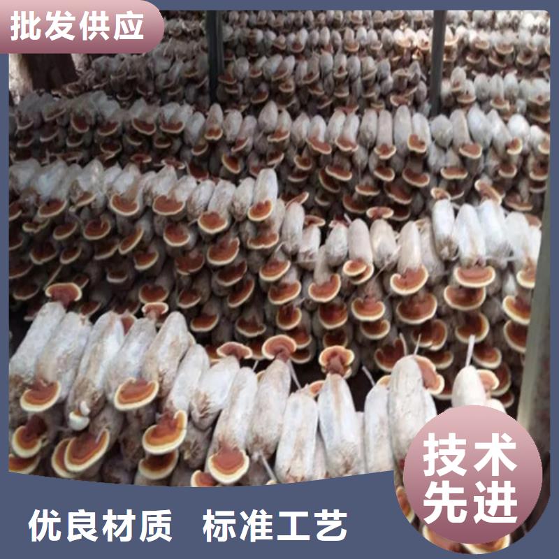 永安靈芝孢子粉多少錢一斤