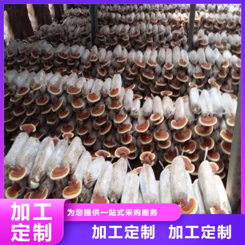 东至灵芝孢子粉