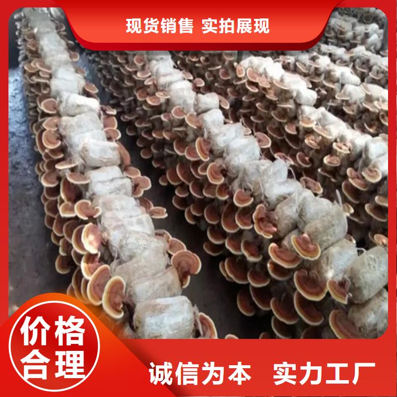 清流靈芝孢子粉的食用方法