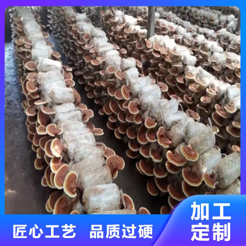 尤溪靈芝孢子粉多少錢一斤