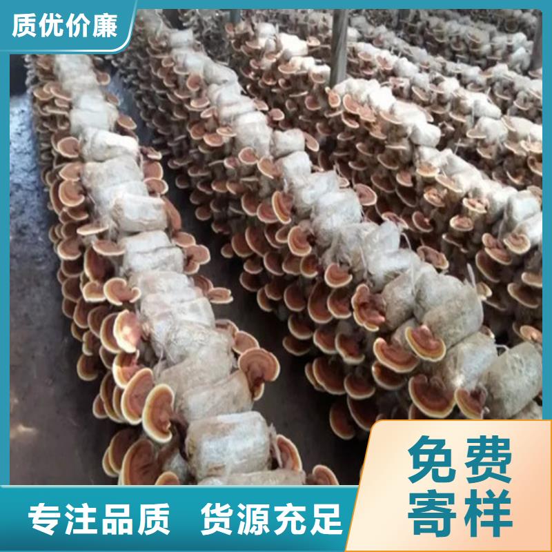 清流靈芝孢子粉怎么吃