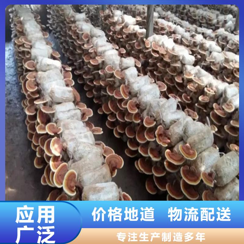 石台县灵芝孢子粉的功效与作用