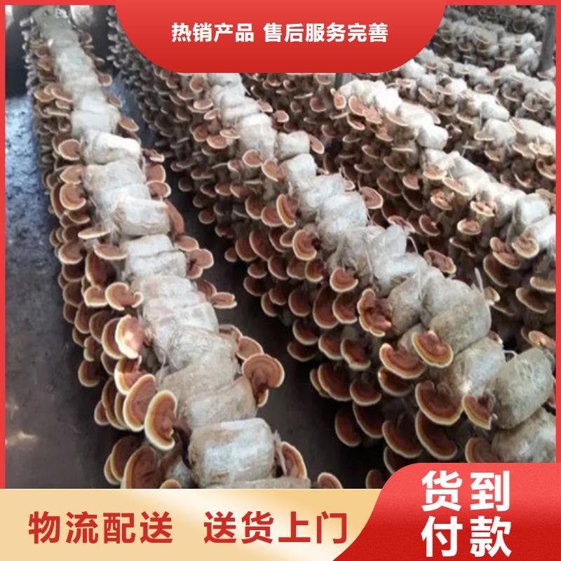沙縣靈芝孢子粉怎么吃
