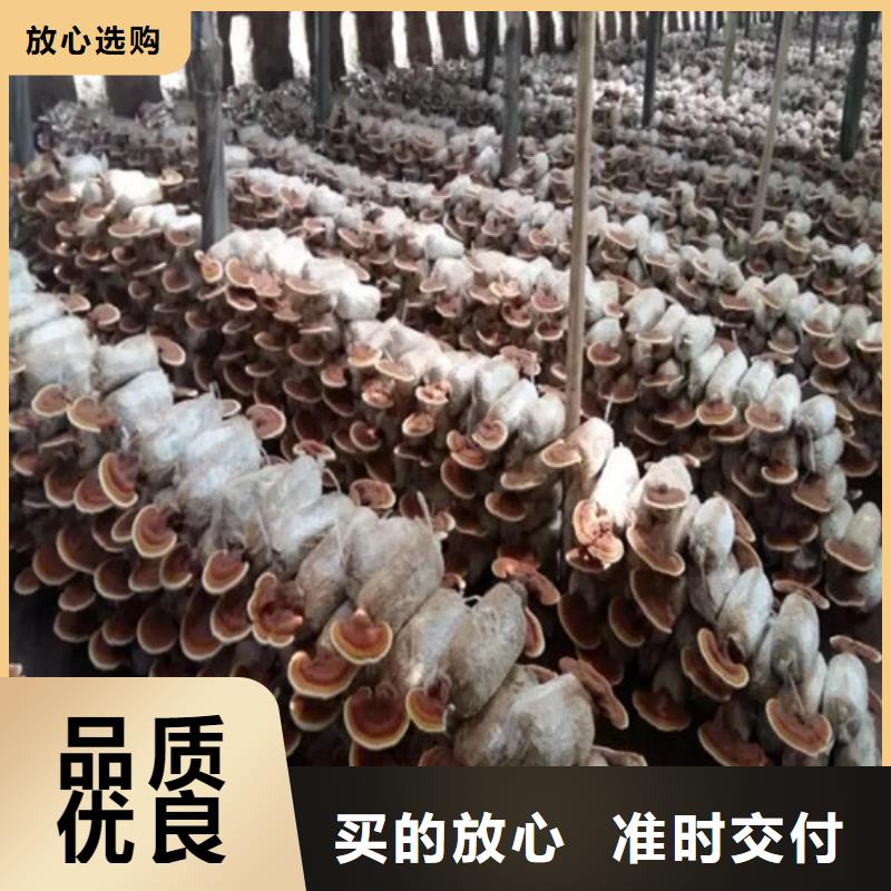 什么人適合吃靈芝孢子粉優(yōu)惠多