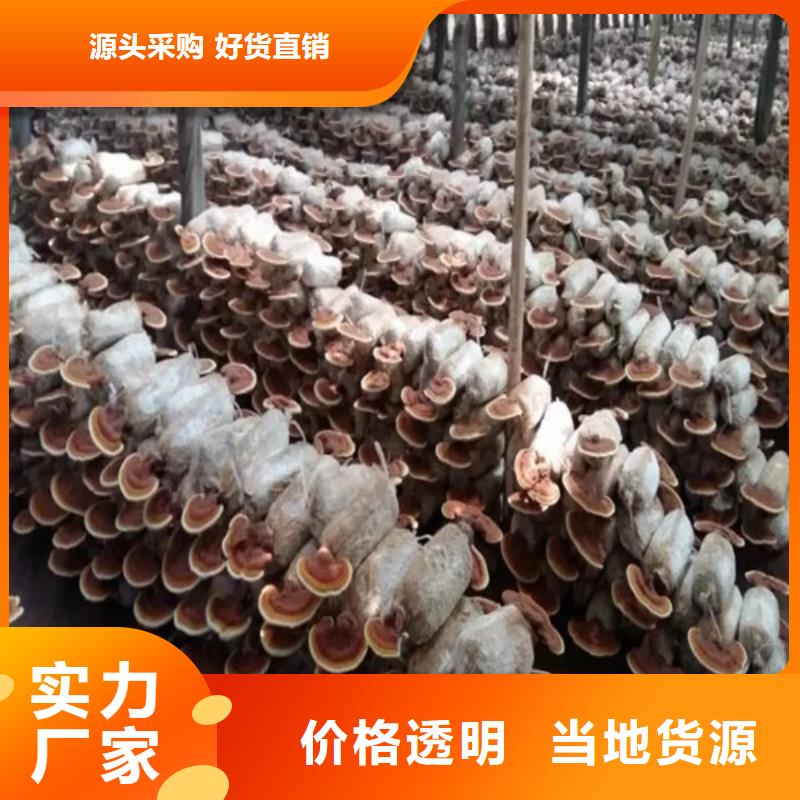 永安市破壁靈芝孢子粉