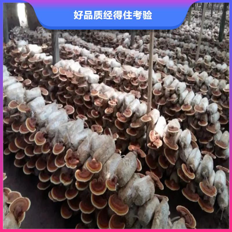 三元破壁靈芝孢子粉
