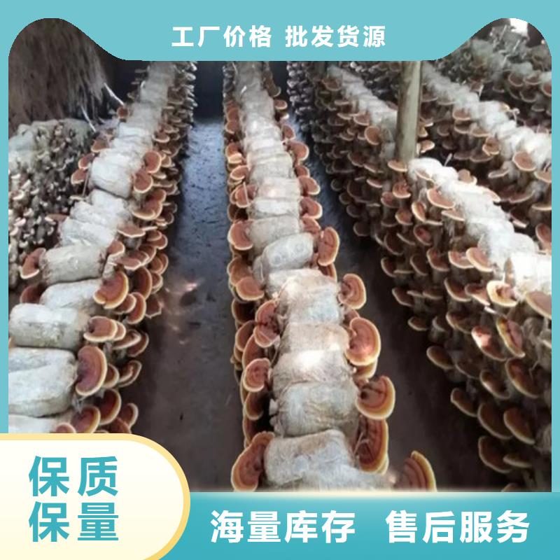 泰寧靈芝孢子粉的食用方法