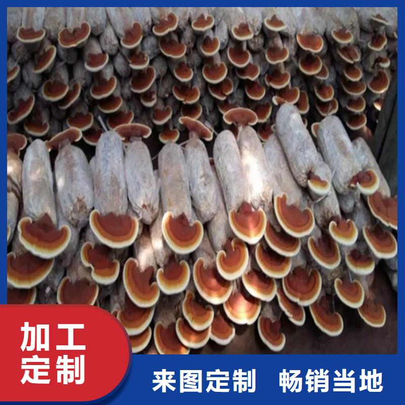 明溪靈芝孢子粉